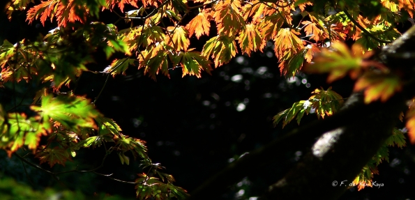 Bois des Moutiers  (61) Summer 2012